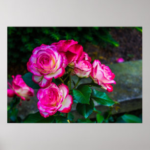 Poster Rosas vermelhos e brancos