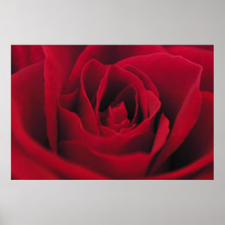 Poster Rose
