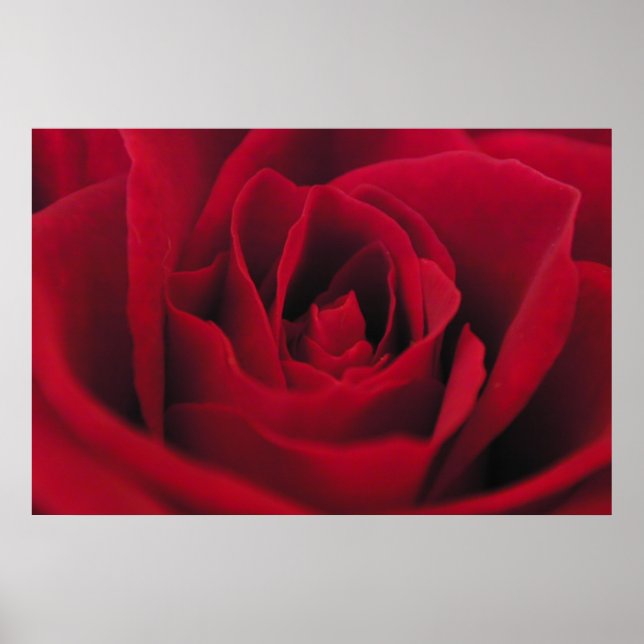 Poster Rose (Frente)