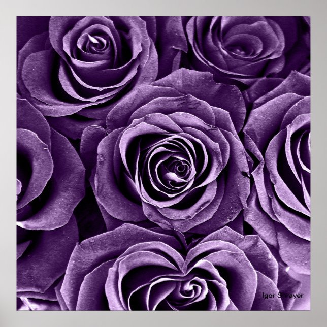 Póster Rose Bouquet em Purple (Frente)