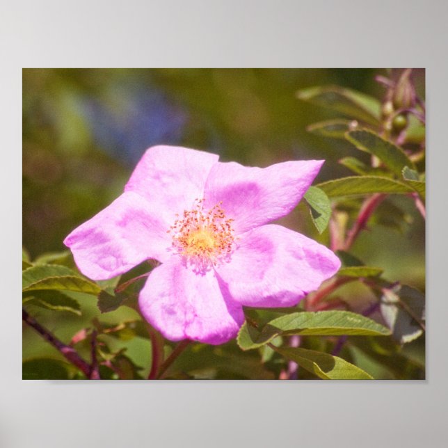Poster Rose Briar (Frente)
