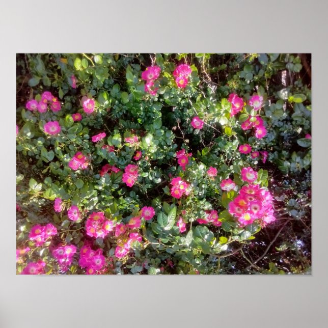 Poster Rose Love (Frente)