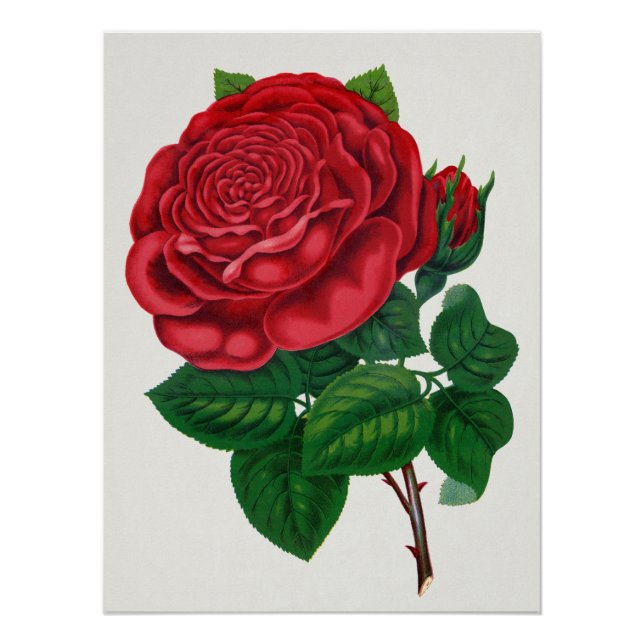 Póster Rose Print Rochester Lithographing and Printing Co (Frente)