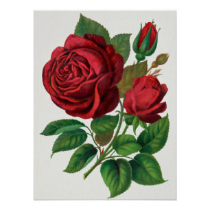 Póster Rose Print Rochester Litografia e Companhia de Imp
