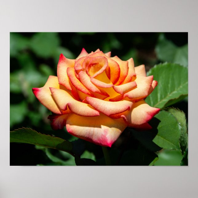 Poster Rose Sonho Realizado (Frente)