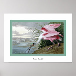 Póster Roseate Spoonbill