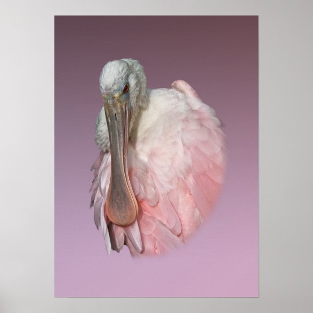 Póster Roseate Spoonbill (Frente)
