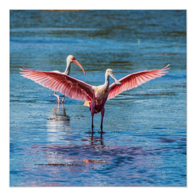 Póster Roseate Spoonbill 20" x Poster de 20" (Semibrilho) (Frente)