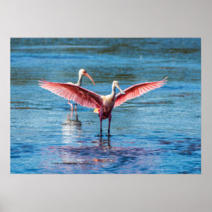 Poster Roseate Spoonbill 28 x 20 papel pesado Wgt de arqu