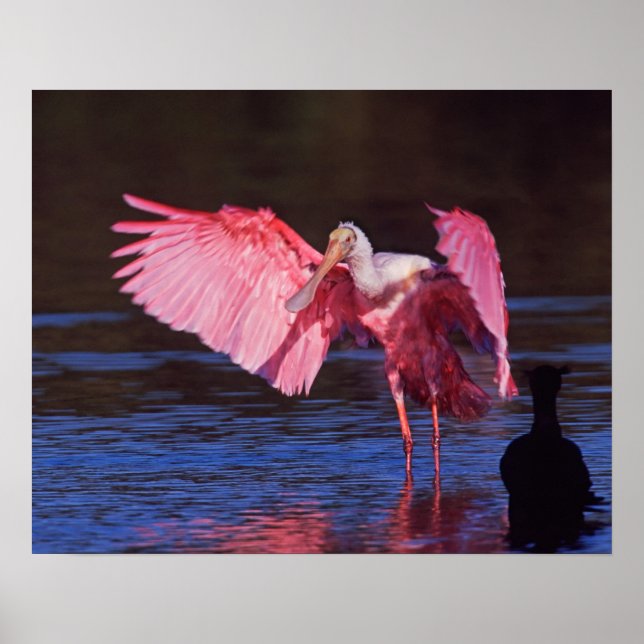 Poster Roseate Spoonbill (Ajaia ajaja) com Cormorant (Frente)