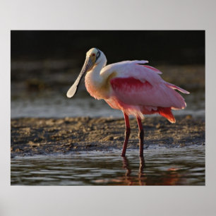 Póster Roseate Spoonbill, Ajaia ajaja, Querido Ding
