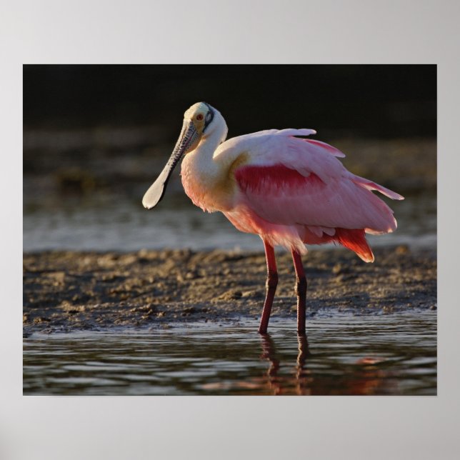 Póster Roseate Spoonbill, Ajaia ajaja, Querido Ding (Frente)