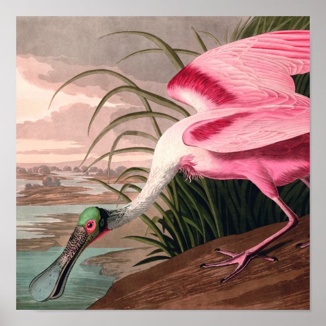 Poster Roseate Spoonbill Audubon Bird Willife (Frente)