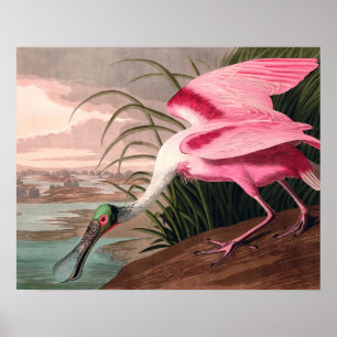 Póster Roseate Spoonbill Audubon Bird Willife