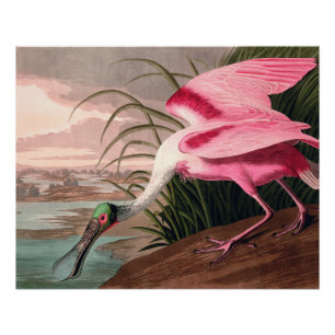 Póster Roseate Spoonbill Audubon Bird Willife