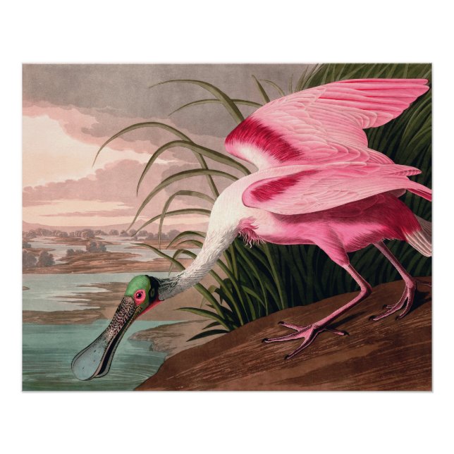 Póster Roseate Spoonbill Audubon Bird Willife (Frente)