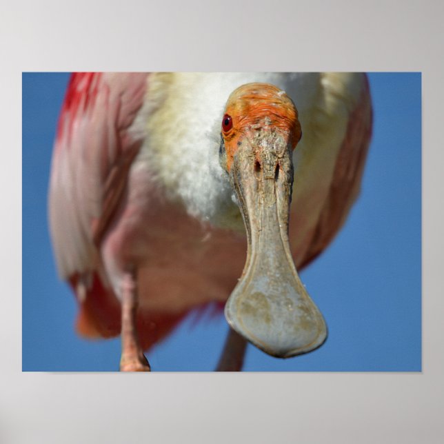 Poster Roseate Spoonbill com seu bico grande (Frente)