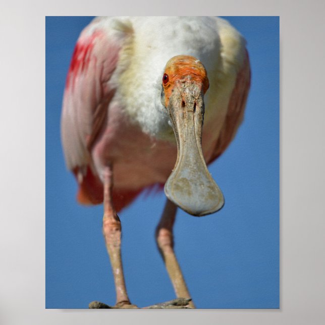 Poster Roseate Spoonbill com seu bico grande (Frente)