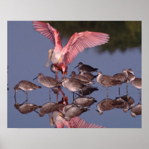 Póster Roseate Spoonbill com Willets em água rasa