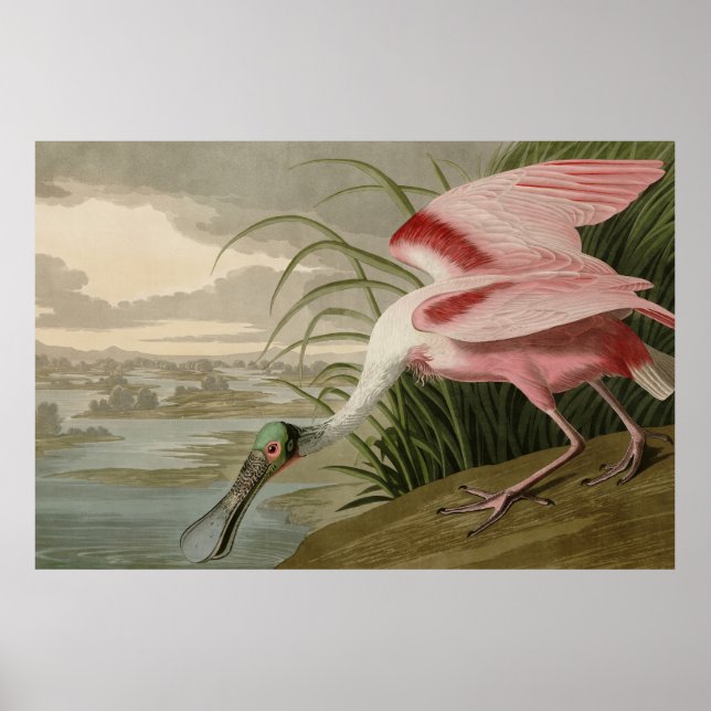 Poster Roseate Spoonbill, das Aves da América de Audubon (Frente)