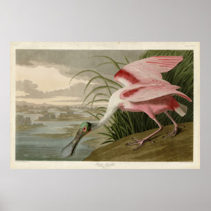 Poster Roseate Spoonbill, das Aves da América de Audubon