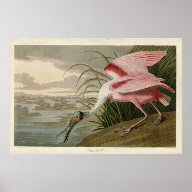 Poster Roseate Spoonbill, das Aves da América de Audubon (Frente)