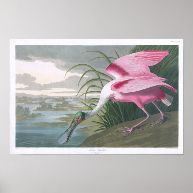 Poster Roseate Spoonbill, John James Audubon Fine Art (Frente)