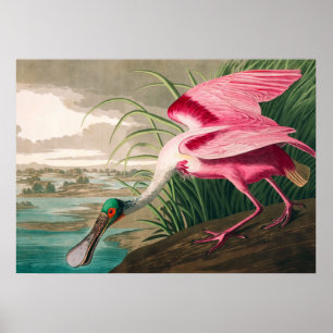 Poster Roseate Spoonbill, por John James Audubon