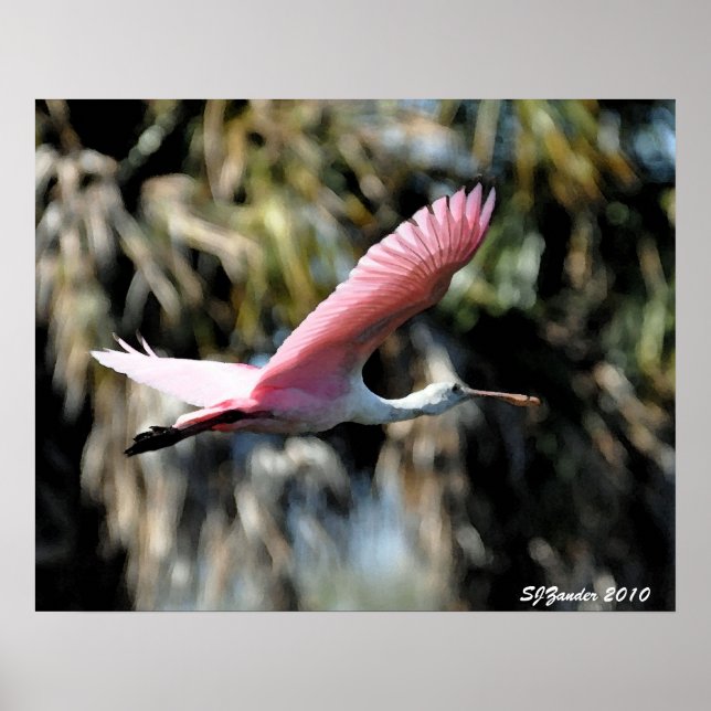 Póster Roseate Spoonbill Watercolor (Frente)