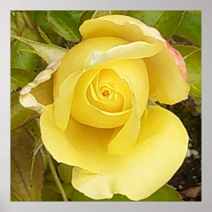 Poster Rosebud Amarela