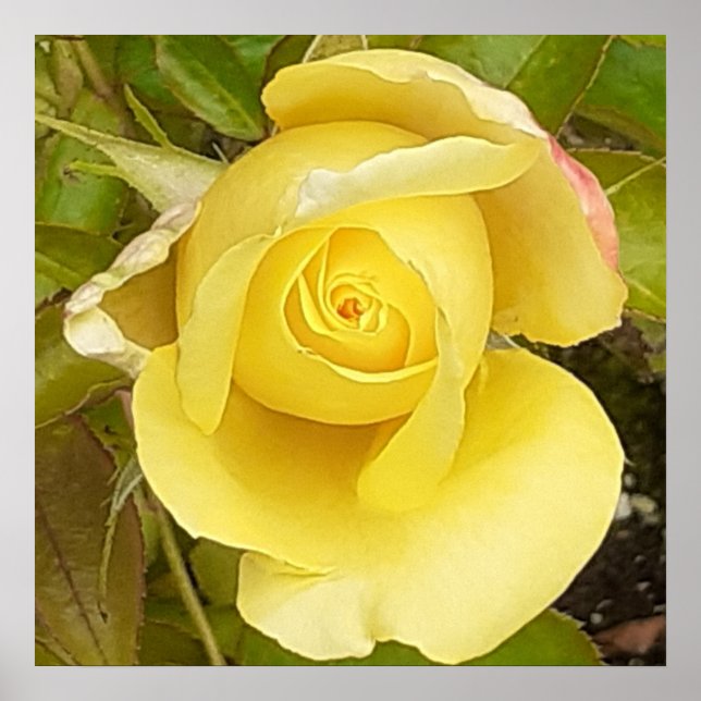 Poster Rosebud Amarela (Frente)