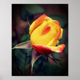 Poster Rosebud Amarelo com Destaques Vermelhos