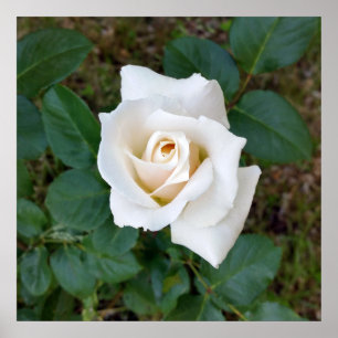 Póster rosebud branco