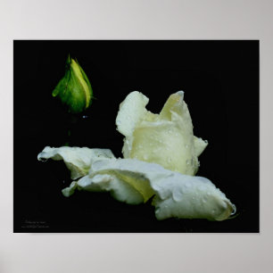 Póster Rosebud Branco Com Flor De Gotas De Chuva