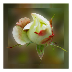 Póster rosebud brilhando