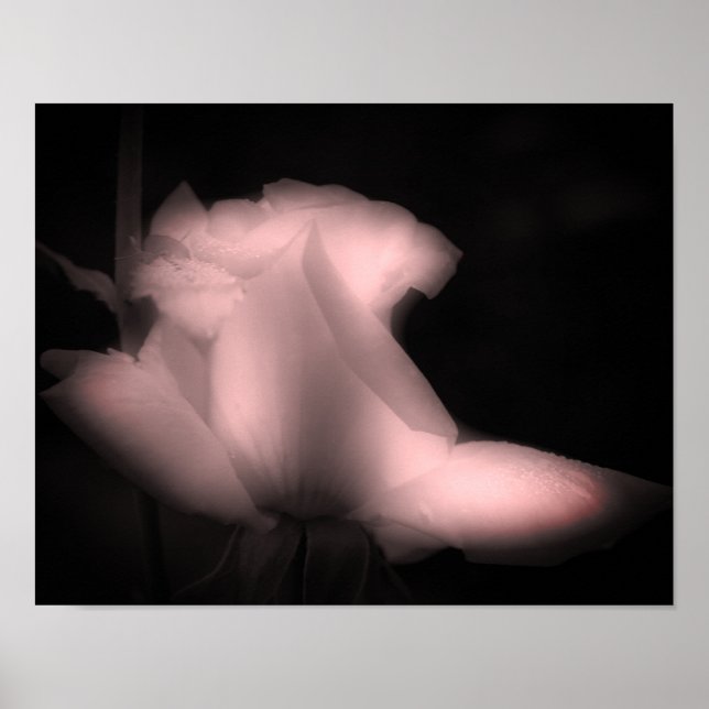 Poster Rosebud Flor Preto E Branco Tinado (Frente)