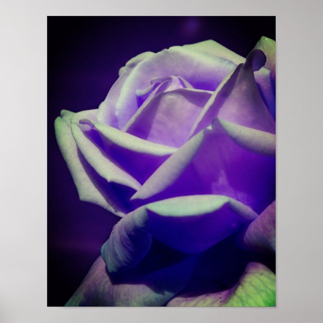 Poster Rosebud Roxo (Frente)