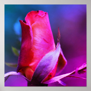Poster Rosebud Vermelho Fechar Cores de Abstrato