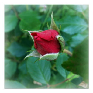 Póster rosebuda vermelha