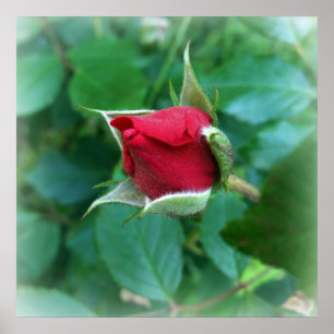 Póster rosebuda vermelha