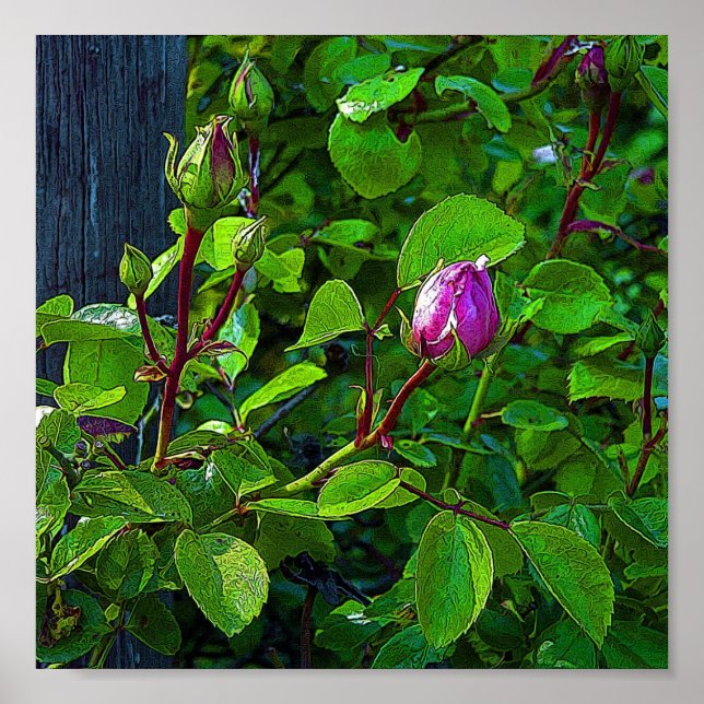 Póster Rosebuds (Frente)