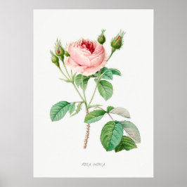 Poster Rosebuds Rosa Rosa Rosa Rosa Rosa Rosa Rosa Vintag
