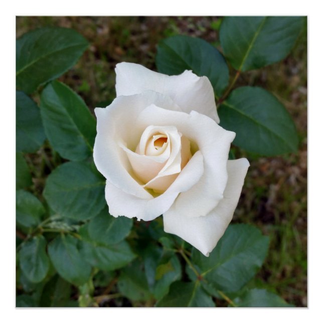 Póster rosebusto branco (Frente)