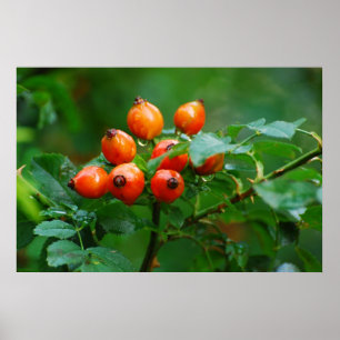 Póster Rosehip após chuva