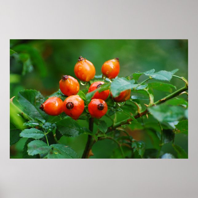 Póster Rosehip após chuva (Frente)
