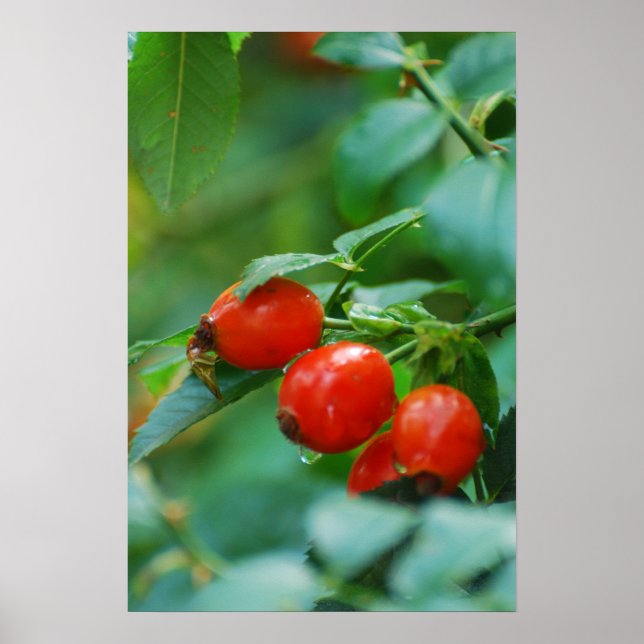 Póster Rosehip bush após chuva (Frente)
