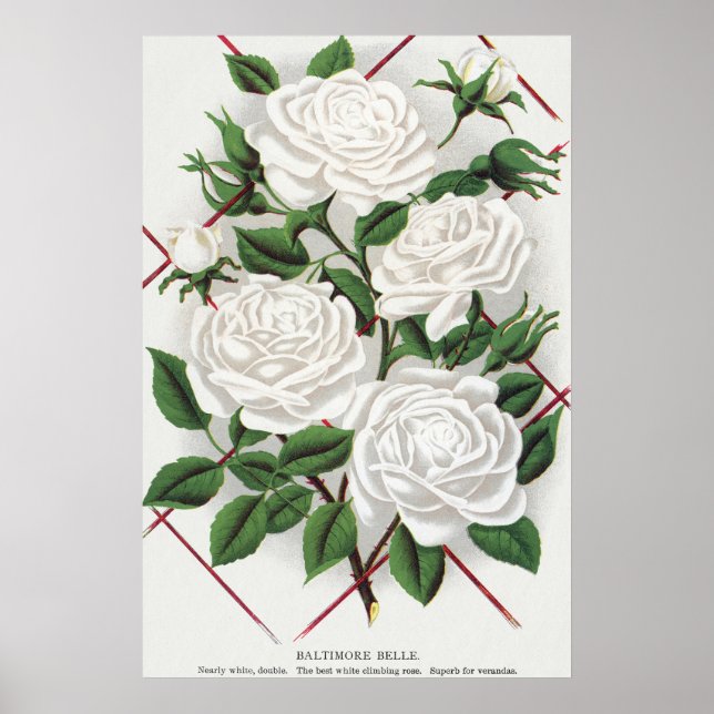 Poster Roseira Branca Vitoriana Antiga para Jardim Trepad (Frente)