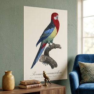 Poster Rosela-oriental ou periquito Platycercus eximius