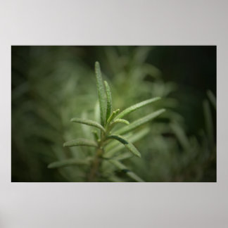 Poster Rosemary Beauty