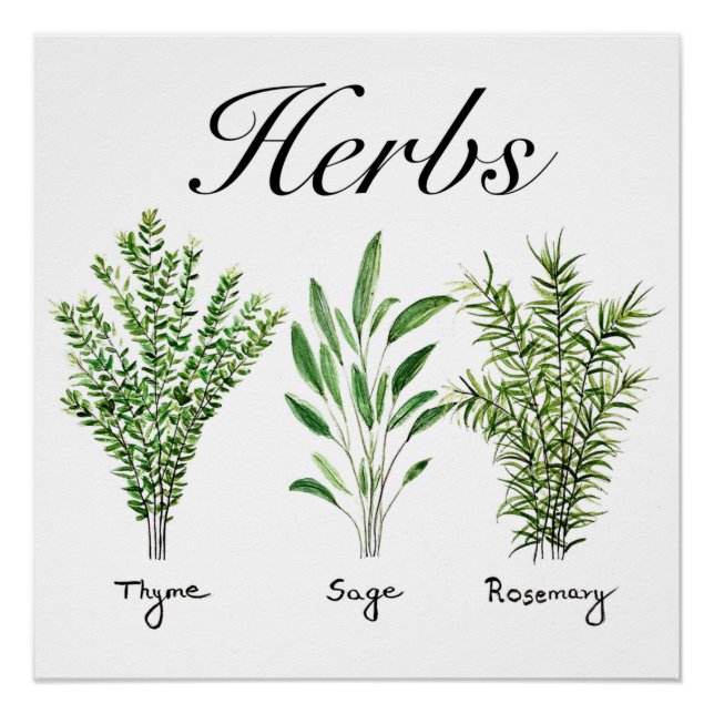 Póster Rosemary Thyme Sage Herbs Culinária Cozinha (Frente)
